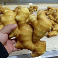 Wholesale cheap price new crop fresh ginger